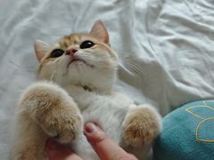 -lincat·猫舍(广州店)