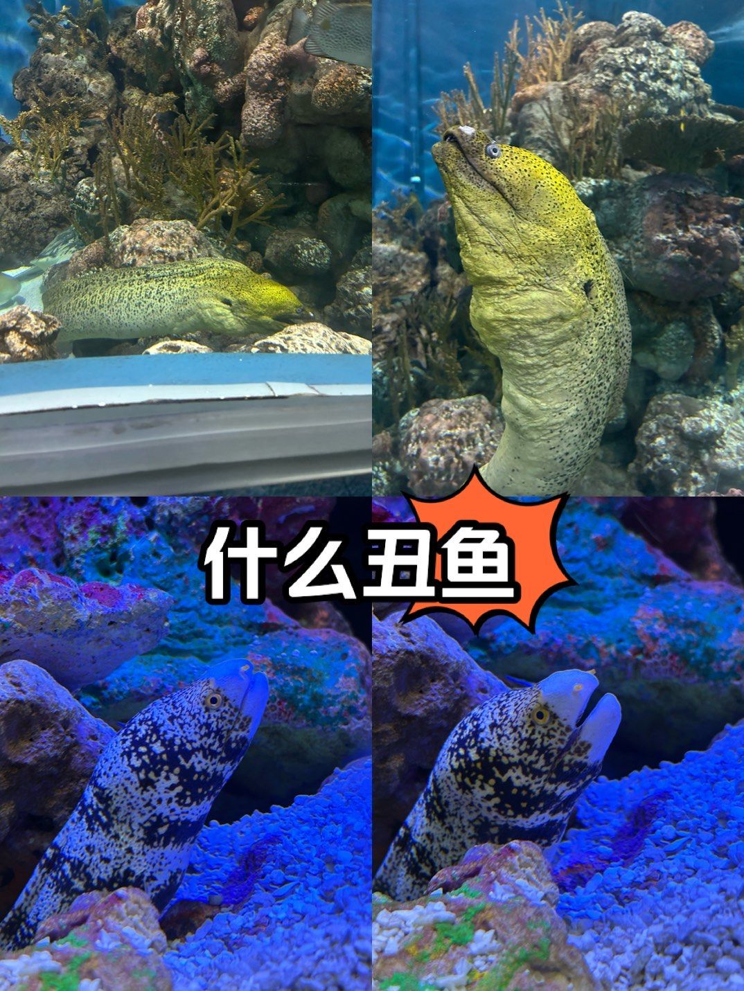 丑鱼丑鱼❗️❗️跳出来我会吓晕的程度