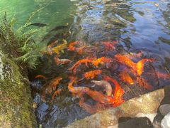 -千岛湖东南湖区