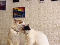 -平行世界·猫咖(首经贸店)