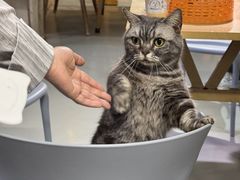 -豆逗聊愈猫阁Easy Life