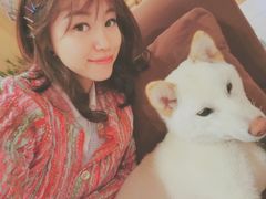 -柴务处·柴犬主题狗咖