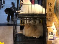 -袖虎宠物·金渐层缅因猫舍(灵芝店)