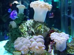 -太平洋海底世界