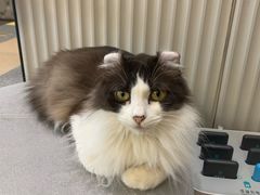 -米宠家·撸猫猫咖小萌宠·猫咪洗澡·猫咪寄养(高新大都荟店)