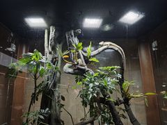 -帕帕拉兹宠物(亚洲旗舰店)