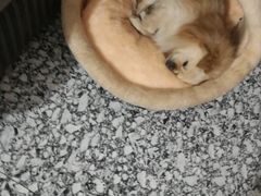 -佳怡动物医院·平价24小时·猫专科骨外科
