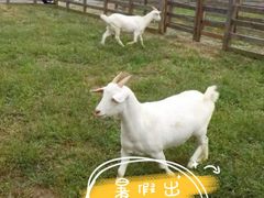-前小桔亲子创意农场·草莓采摘·露营烧烤