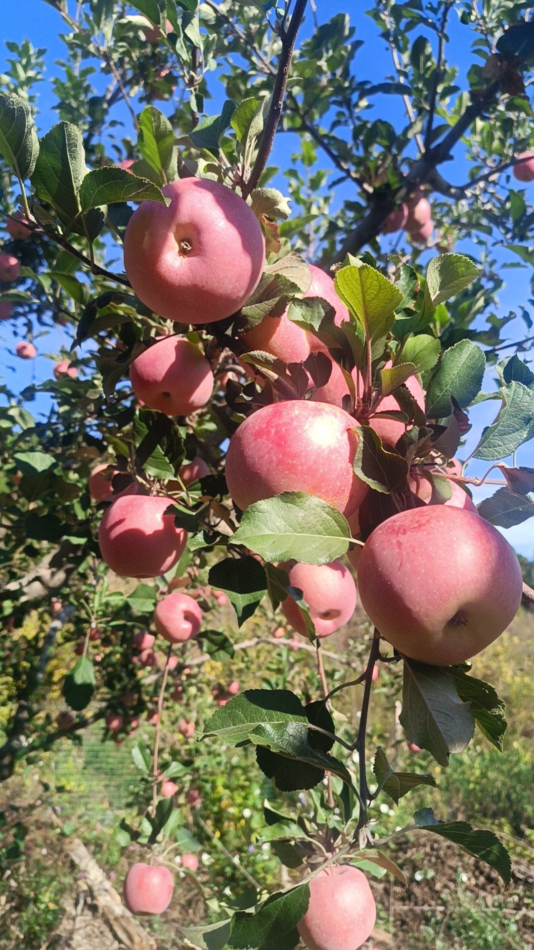 摘红红的大苹果