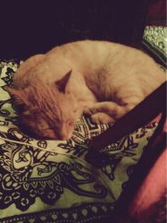 iphone_upload_pic-汉刺青TATTOO STUDIO