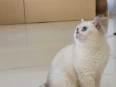 -鼓捣猫呢主题猫咖店