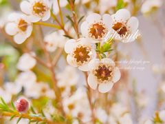 -循礼门鲜花花市(武汉循礼门店)