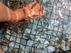 -泰国鱼疗足疗馆