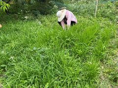 -樂桃源奉贤黄桃种植采摘基地