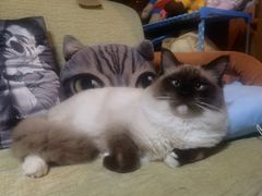 -艾吉宠物医院·疑难杂症转诊中心·猫友好(碧江路院)
