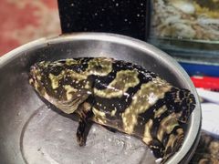 -望海潮海鲜店 特色家常菜(在海一方店)