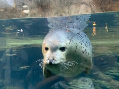 -海合安青岛极地海洋公园