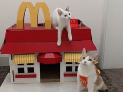 -博特宠物医院24h犬猫全科.骨科·异宠