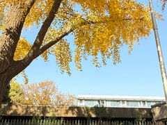 -三里屯东五街银杏大道