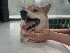 -爪吧宠物乐园 (温榆河示范区店)