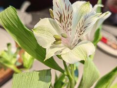 -四川饭店(长白店)