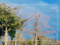 -莲花山公园