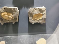 -河南自然博物馆