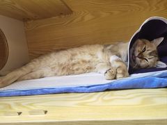 -pd派德宠物中心医院24H急重症·眼科中心·血液透析中心(嵩山北路店)