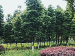 -重庆彩云湖湿地公园