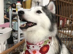 -星多哈·狗咖·拼豆·咖啡