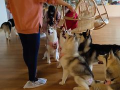 -Husky Go! 哈士奇体验馆·宠物咖啡厅狗咖