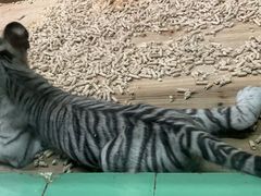 -广州长隆野生动物世界