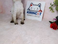 -十年猫舍·猫咪专门店(普陀店)