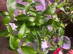 -花鸟鱼虫鲜花绿植市场(玉泉路店)