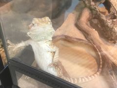 -钓仓鼠(洋桥北里小区店)
