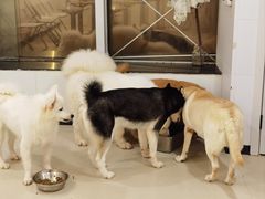 -共舞时光猫咖·狗咖(新街口店)