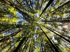 -武陵山森林公园