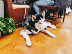 -爱新觉罗福臨火锅馆(万科滑雪场店)