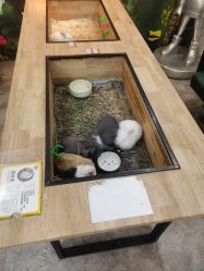 -神奇动物撸宠馆·羊驼·小浣熊·异宠(豫园店)