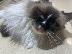 -藏猫猫咖啡主题馆(中央大道店)