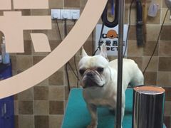 -我爱吾宠宠物美容院(朝阳路店)