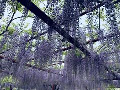-嘉定紫藤园