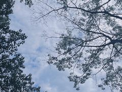 -莫里热带雨林景区