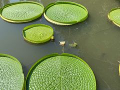 -上海滨江森林公园
