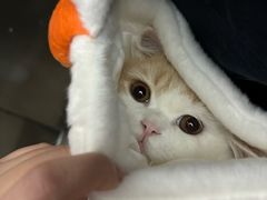 -斯利美甜品slimay dessert(滨江高教园店)