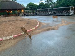 -清迈夜间动物园