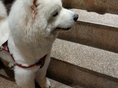 -more than meow吴止猫主题餐厅(承德 中船汇店)