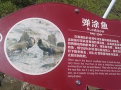 -北海金海湾红树林生态旅游区