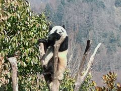 -卧龙中华大熊猫苑神树坪基地