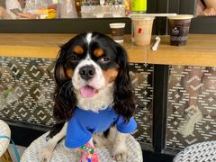 -Peet's Coffee皮爷咖啡(大学路店)